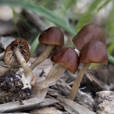 Unidentified Cap on a stem; gills below cap [mushrooms or mushroom-like] at Higgins, ACT - 5 Apr 2020 by AlisonMilton