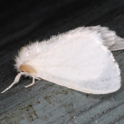 Acyphas (genus) (Lymantriinae, Erebidae) at Lilli Pilli, NSW - 31 Mar 2020 by jb2602