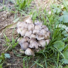 Coprinellus etc. (An Inkcap) at Hawker, ACT - 13 Feb 2019 by Alison Milton
