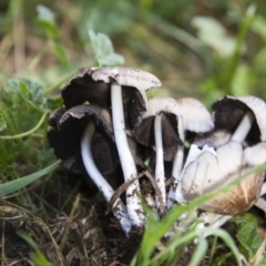 Coprinellus etc. at Hawker, ACT - 13 Feb 2019 11:53 AM