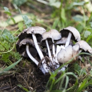 Coprinellus etc. at Hawker, ACT - 13 Feb 2019 11:53 AM