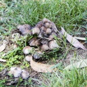 Coprinellus etc. at Hawker, ACT - 13 Feb 2019 11:53 AM