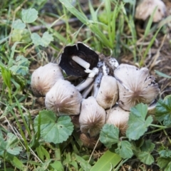 Coprinellus etc. at Hawker, ACT - 13 Feb 2019 11:53 AM