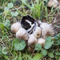 Coprinellus etc. at Hawker, ACT - 13 Feb 2019