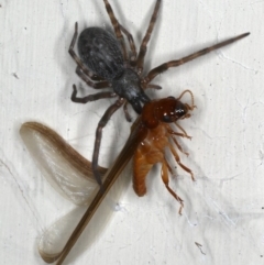 Badumna insignis (Black House Spider) at Lilli Pilli, NSW - 31 Mar 2020 by jb2602