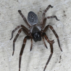 Badumna insignis at Lilli Pilli, NSW - 31 Mar 2020 09:47 PM