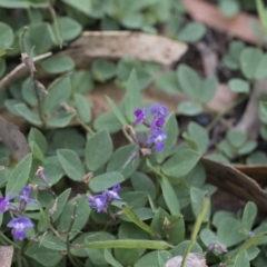 Glycine tabacina (Variable Glycine) at Scullin, ACT - 4 Apr 2020 by AlisonMilton