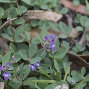 Glycine tabacina at Scullin, ACT - 4 Apr 2020 12:14 PM