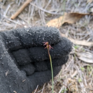 Corunastylis clivicola at Theodore, ACT - 5 Apr 2020