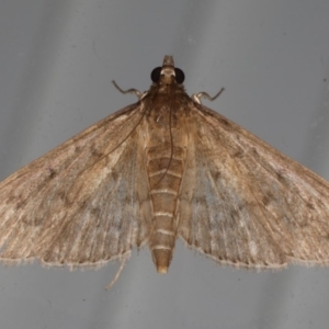 Herpetogramma licarsisalis at Lilli Pilli, NSW - 31 Mar 2020 08:03 PM