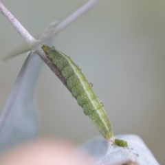 Lepidoptera unclassified IMMATURE moth at Scullin, ACT - 4 Apr 2020