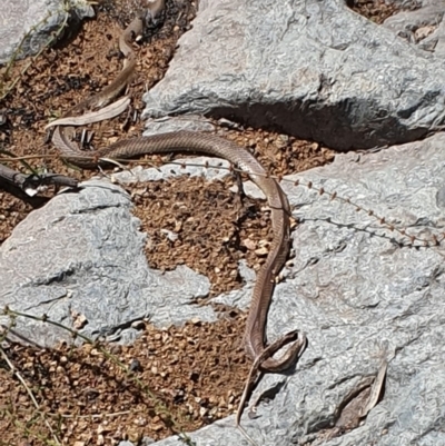 Pseudonaja textilis (Eastern Brown Snake) at Rob Roy Range - 5 Apr 2020 by ChrisHolder