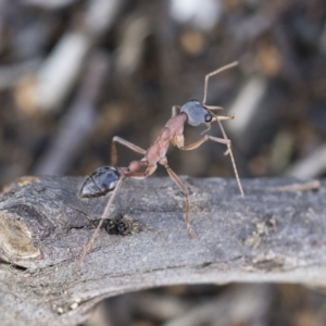 Myrmecia nigriceps at Scullin, ACT - 4 Apr 2020 01:18 PM