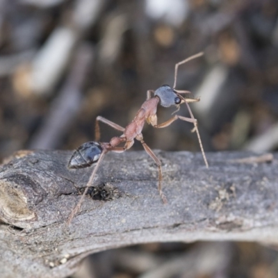 Myrmecia nigriceps (Black-headed bull ant) at Scullin, ACT - 4 Apr 2020 by AlisonMilton