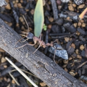 Myrmecia nigriceps at Scullin, ACT - 4 Apr 2020 01:18 PM