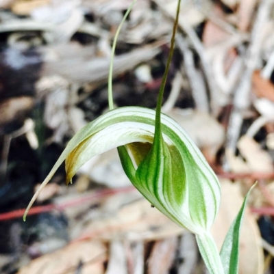 Diplodium ampliatum (Large Autumn Greenhood) at Hackett, ACT - 5 Apr 2020 by RWPurdie