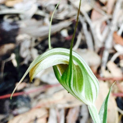 Diplodium ampliatum (Large Autumn Greenhood) at Hackett, ACT - 4 Apr 2020 by RWPurdie