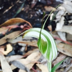 Diplodium ampliatum at Hackett, ACT - suppressed