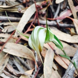 Diplodium ampliatum at Hackett, ACT - 5 Apr 2020