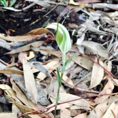 Diplodium ampliatum at Hackett, ACT - suppressed