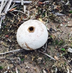 Bovista (A puffball) at Hackett, ACT - 4 Apr 2020 by RWPurdie