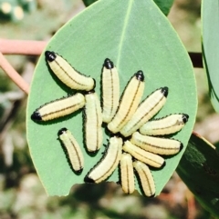 Paropsini sp. (tribe) (Unidentified paropsine leaf beetle) at Molonglo Valley, ACT - 4 Apr 2020 by RWPurdie