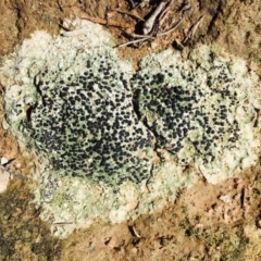 Lichen - crustose at Point 11 - 4 Apr 2020 by RWPurdie