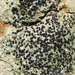 Lichen - crustose at Point 11 - 5 Apr 2020