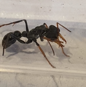 Myrmecia sp., pilosula-group at Queanbeyan West, NSW - 5 Apr 2020