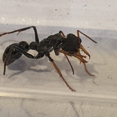 Myrmecia sp., pilosula-group (Jack jumper) at Queanbeyan West, NSW - 5 Apr 2020 by Speedsta