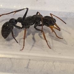 Myrmecia sp., pilosula-group at Queanbeyan West, NSW - 5 Apr 2020