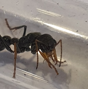 Myrmecia sp., pilosula-group at Queanbeyan West, NSW - 5 Apr 2020