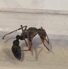 Myrmecia sp., pilosula-group at Queanbeyan West, NSW - 5 Apr 2020