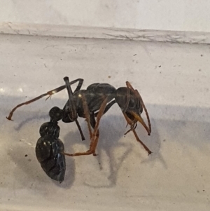 Myrmecia sp., pilosula-group at Queanbeyan West, NSW - 5 Apr 2020