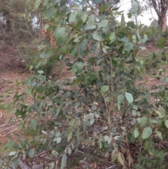 Eucalyptus blakelyi (Blakely's Red Gum) at Hughes Grassy Woodland - 5 Apr 2020 by jennyt