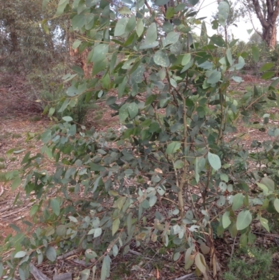 Eucalyptus blakelyi (Blakely's Red Gum) at Hughes Grassy Woodland - 5 Apr 2020 by jennyt