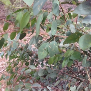 Eucalyptus blakelyi at Hughes, ACT - 5 Apr 2020