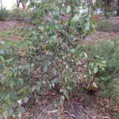 Eucalyptus blakelyi at Hughes, ACT - 5 Apr 2020
