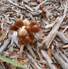 Unverified Fungus at Queanbeyan West, NSW - 5 Apr 2020 by Speedsta