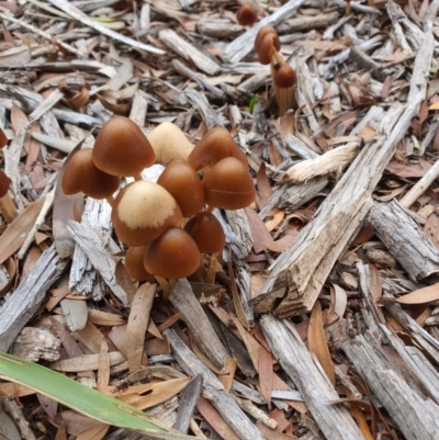 Unverified Fungus at Queanbeyan West, NSW - 5 Apr 2020 by Speedsta