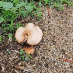 Unidentified Fungus (TBC) at Queanbeyan West, NSW - 5 Apr 2020 by Speedsta