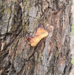 Hexagonia vesparia (Wasp Nest Polypore) at Queanbeyan West, NSW - 5 Apr 2020 by Speedsta