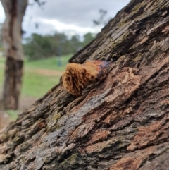 Hexagonia vesparia at Queanbeyan West, NSW - 5 Apr 2020
