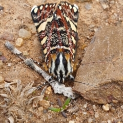 Apina callisto (Pasture Day Moth) at Queanbeyan West, NSW - 5 Apr 2020 by Speedsta