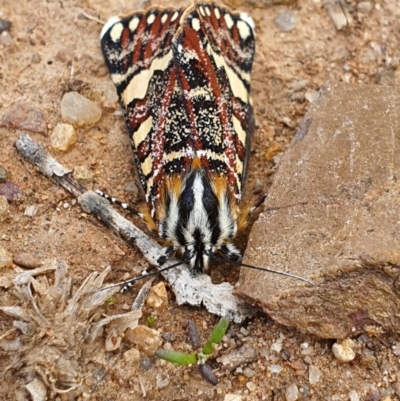 Apina callisto (Pasture Day Moth) at QPRC LGA - 5 Apr 2020 by Speedsta