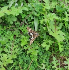 Apina callisto at Queanbeyan West, NSW - 5 Apr 2020