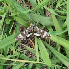 Apina callisto at Queanbeyan West, NSW - 5 Apr 2020