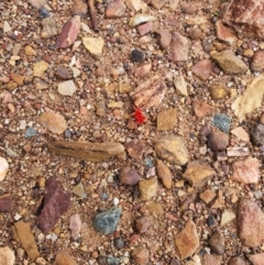 Trombidiidae (family) (Red velvet mite) at QPRC LGA - 5 Apr 2020 by Speedsta