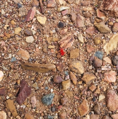 Trombidiidae (family) (Red velvet mite) at QPRC LGA - 5 Apr 2020 by Speedsta
