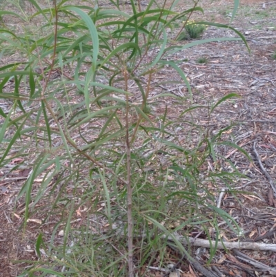 Acacia implexa (Hickory Wattle, Lightwood) at Hughes, ACT - 5 Apr 2020 by jennyt
